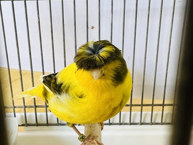 グロスターカナリア