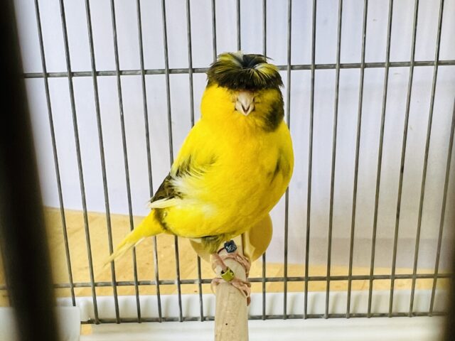 グロスターカナリア