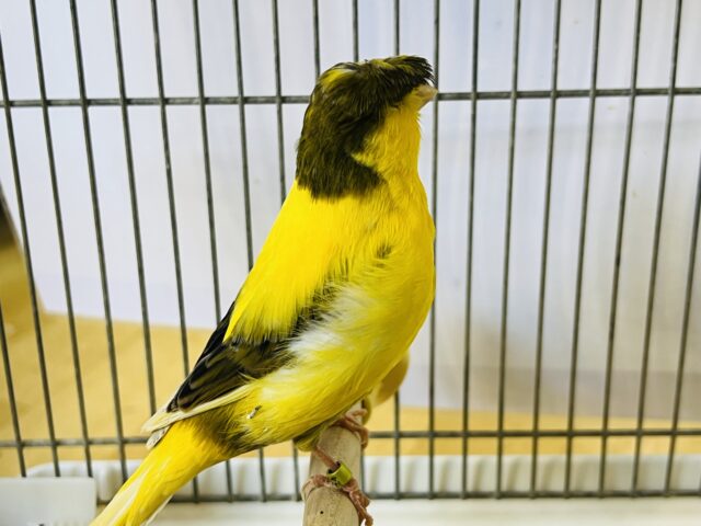 グロスターカナリア