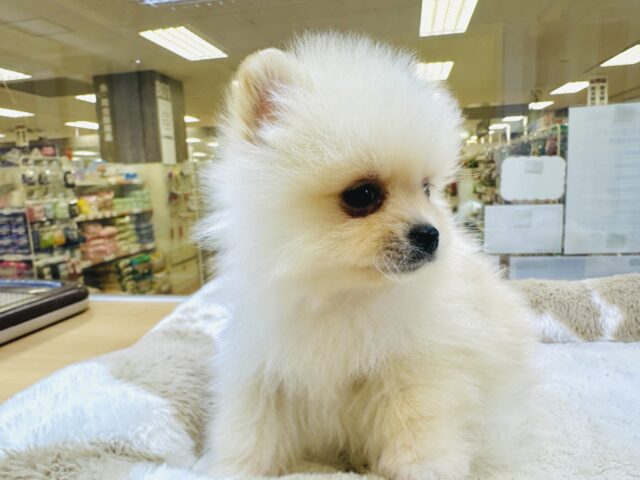 最新画像載ってます‼️ふわふわポメラニアンくん☁️ ポメラニアン