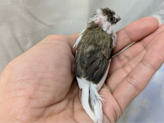 十姉妹（ジュウシマツ）