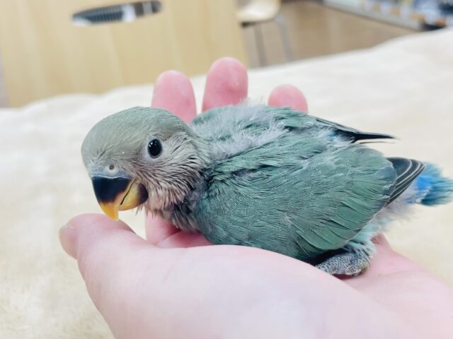 コザクラインコ（小桜インコ）