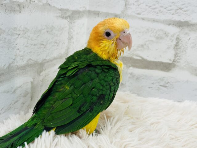 シロハラインコ