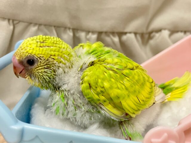 ✨最新画像✨美意識高め?!羽を~キレイに~🤭✨セキセイインコ(イエロースパングル2024年11月生まれ) セキセイインコ