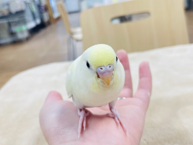 【最新画像更新🪄】優しい色合い♬.*゚セキセイインコ(クリーム)ヒナ セキセイインコ