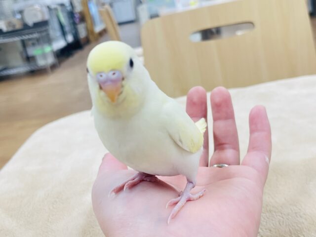 【最新画像更新🪄】優しい色合い♬.*゚セキセイインコ(クリーム)ヒナ セキセイインコ
