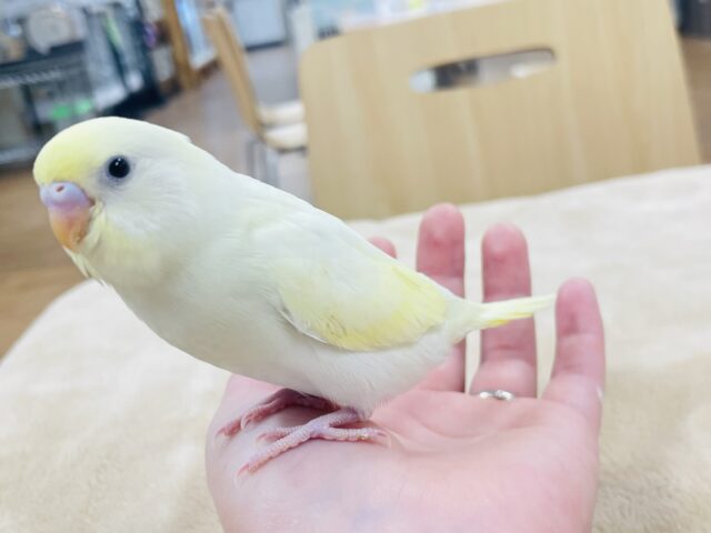 【最新画像更新🪄】優しい色合い♬.*゚セキセイインコ(クリーム)ヒナ セキセイインコ