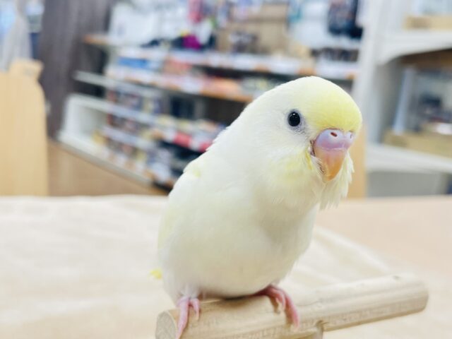 【最新画像更新🪄】優しい色合い♬.*゚セキセイインコ(クリーム)ヒナ セキセイインコ
