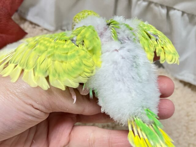 ✨最新画像✨美意識高め?!羽を~キレイに~🤭✨セキセイインコ(イエロースパングル2024年11月生まれ) セキセイインコ