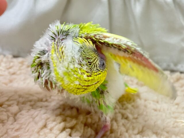 ✨最新画像✨美意識高め?!羽を~キレイに~🤭✨セキセイインコ(イエロースパングル2024年11月生まれ) セキセイインコ