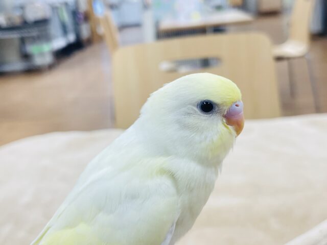 【最新画像更新🪄】優しい色合い♬.*゚セキセイインコ(クリーム)ヒナ セキセイインコ