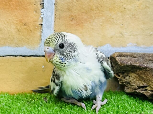 個性爆発!4色ハルクインの雛が入舎しました! セキセイインコ