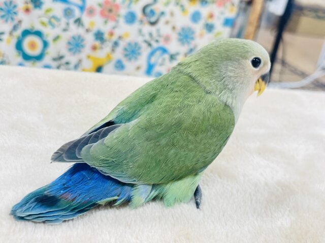 コザクラインコ（小桜インコ）