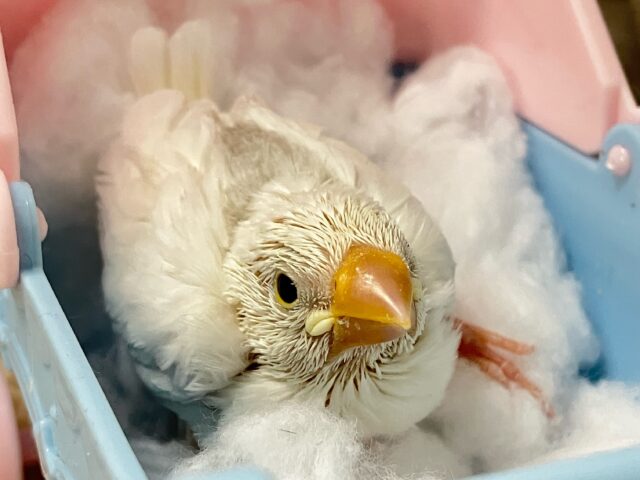 ✨最新画像✨グレーのほわっとが素敵でしょ~~?🩶白文鳥(2024年11月生まれ) 白文鳥