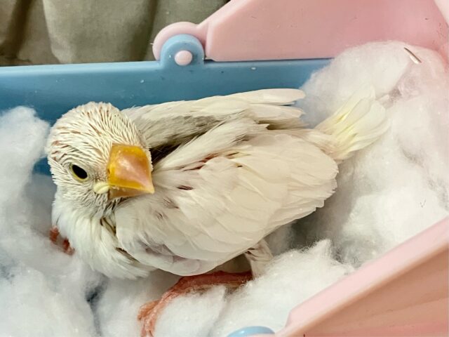 ✨最新画像✨グレーのほわっとが素敵でしょ~~?🩶白文鳥(2024年11月生まれ) 白文鳥