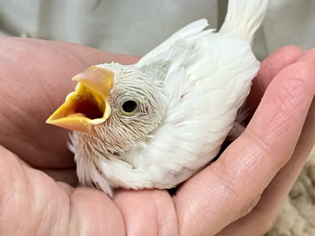 ✨最新画像✨グレーのほわっとが素敵でしょ~~?🩶白文鳥(2024年11月生まれ) 白文鳥