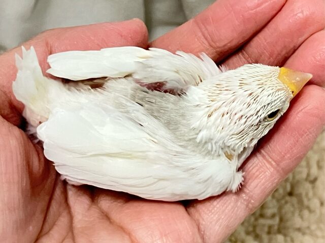 ✨最新画像✨グレーのほわっとが素敵でしょ~~?🩶白文鳥(2024年11月生まれ) 白文鳥