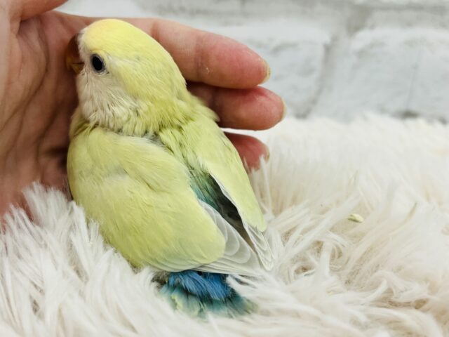 コザクラインコ（小桜インコ）