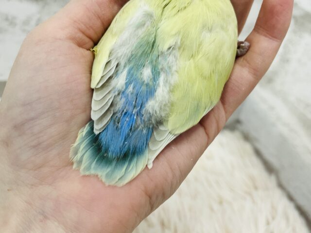 コザクラインコ（小桜インコ）