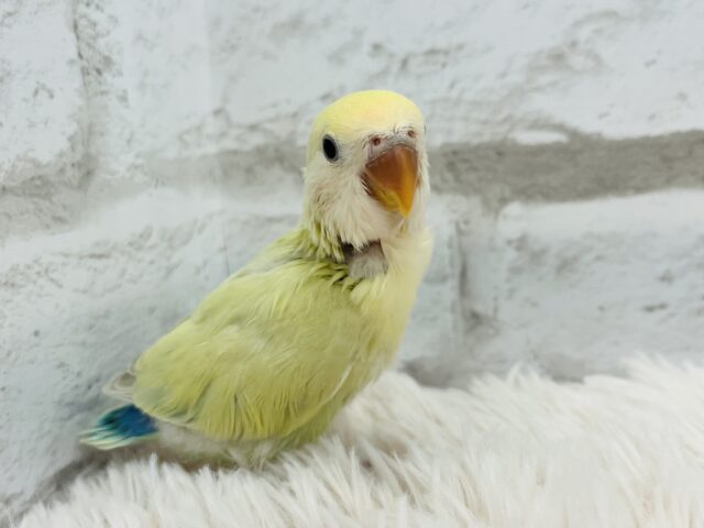 コザクラインコ（小桜インコ）