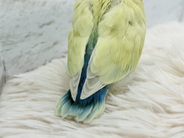 コザクラインコ（小桜インコ）