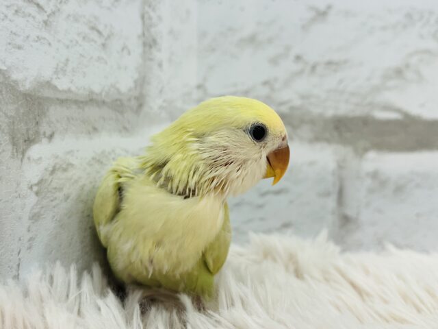 コザクラインコ（小桜インコ）
