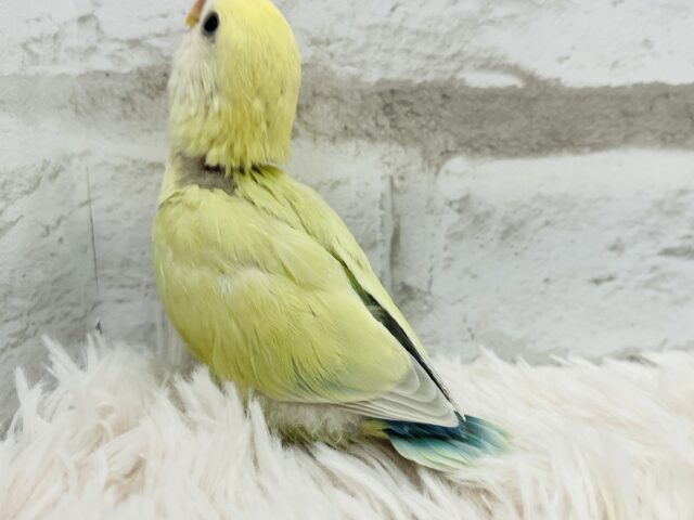 コザクラインコ（小桜インコ）