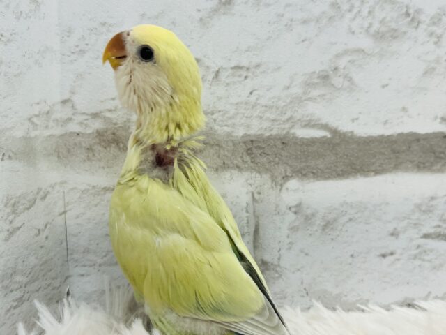コザクラインコ（小桜インコ）