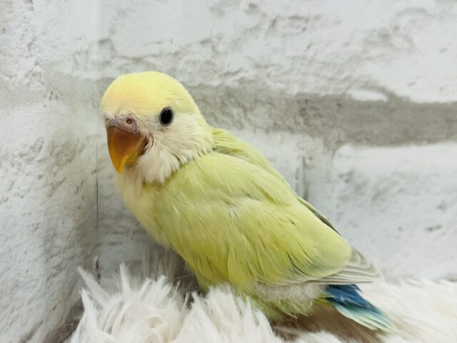 コザクラインコ（小桜インコ）