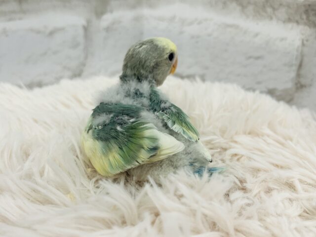 コザクラインコ（小桜インコ）