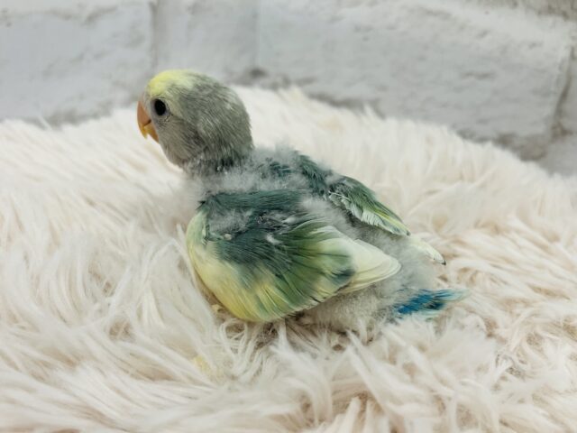 コザクラインコ（小桜インコ）