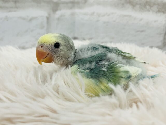 コザクラインコ（小桜インコ）