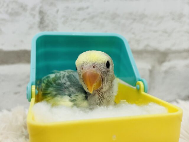 コザクラインコ（小桜インコ）