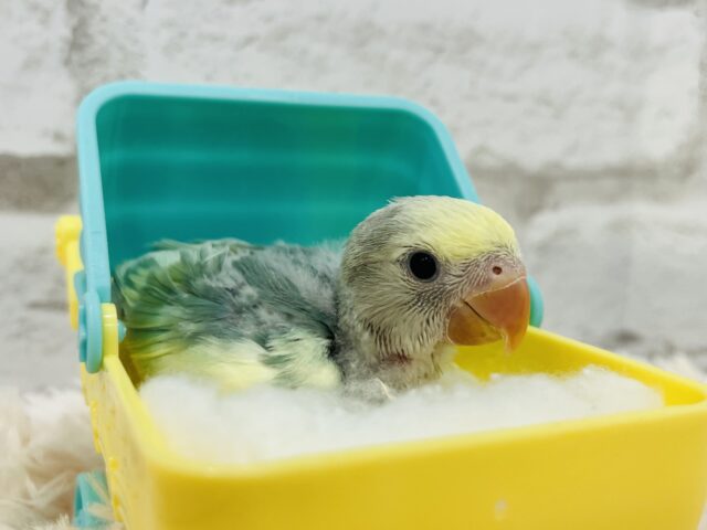 コザクラインコ（小桜インコ）