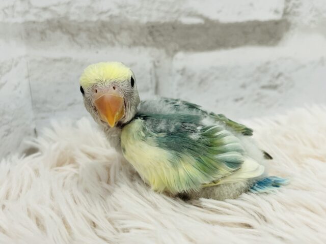 コザクラインコ（小桜インコ）