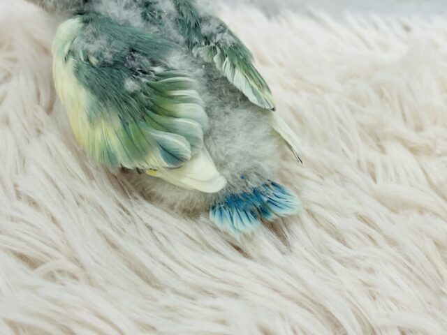 コザクラインコ（小桜インコ）