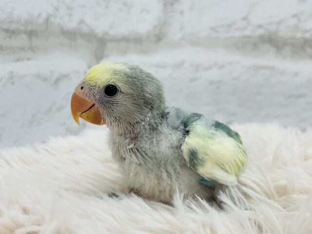 コザクラインコ（小桜インコ）