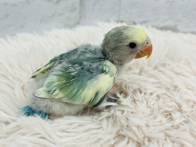 コザクラインコ（小桜インコ）