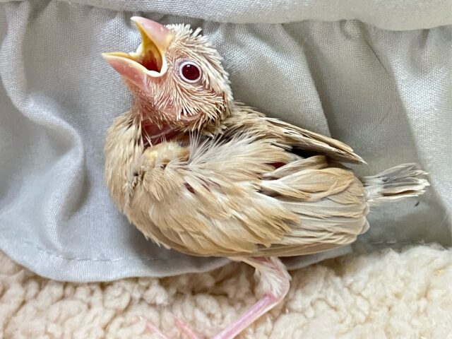 ホットエンジン元気全開!!😝🧸ིྀシナモン文鳥(2024年12月生まれ) シナモン文鳥