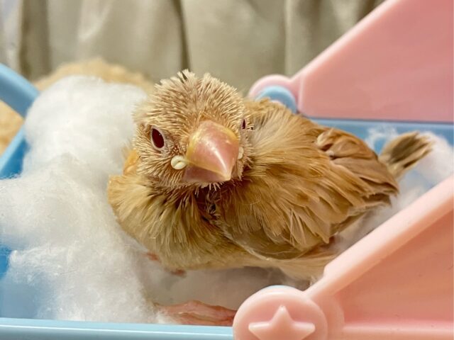 ホットエンジン元気全開!!😝🧸ིྀシナモン文鳥(2024年12月生まれ) シナモン文鳥