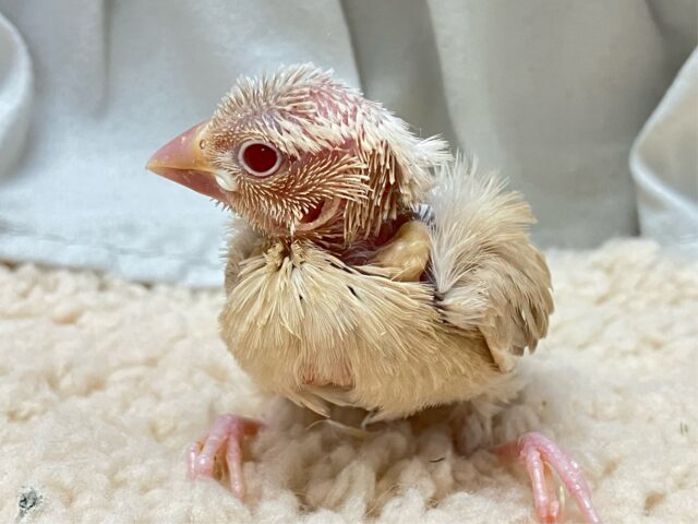 ホットエンジン元気全開!!😝🧸ིྀシナモン文鳥(2024年12月生まれ) シナモン文鳥