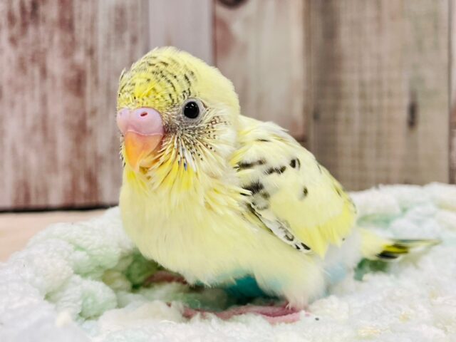 セキセイインコ