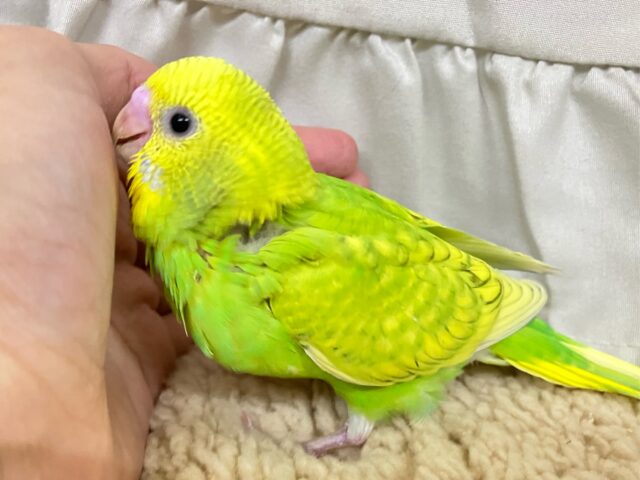 セキセイインコ