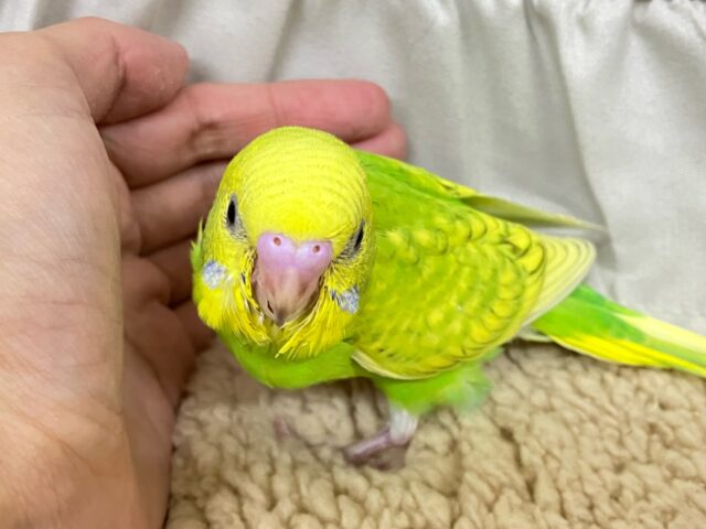 セキセイインコ