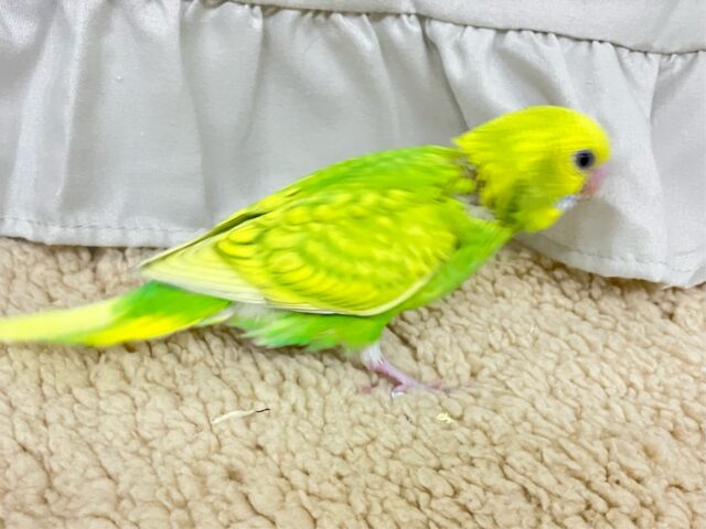 ✨最新画像✨美意識高め?!羽を~キレイに~🤭✨セキセイインコ(イエロースパングル2024年11月生まれ) セキセイインコ