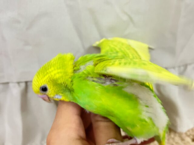 ✨最新画像✨美意識高め?!羽を~キレイに~🤭✨セキセイインコ(イエロースパングル2024年11月生まれ) セキセイインコ