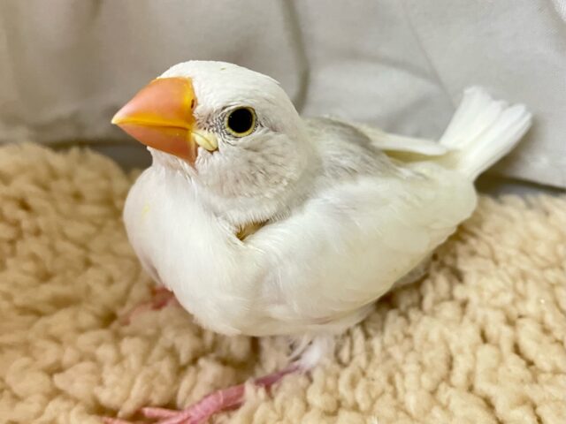 ✨最新画像✨グレーのほわっとが素敵でしょ~~?🩶白文鳥(2024年11月生まれ) 白文鳥