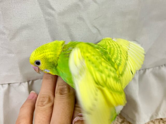 ✨最新画像✨美意識高め?!羽を~キレイに~🤭✨セキセイインコ(イエロースパングル2024年11月生まれ) セキセイインコ
