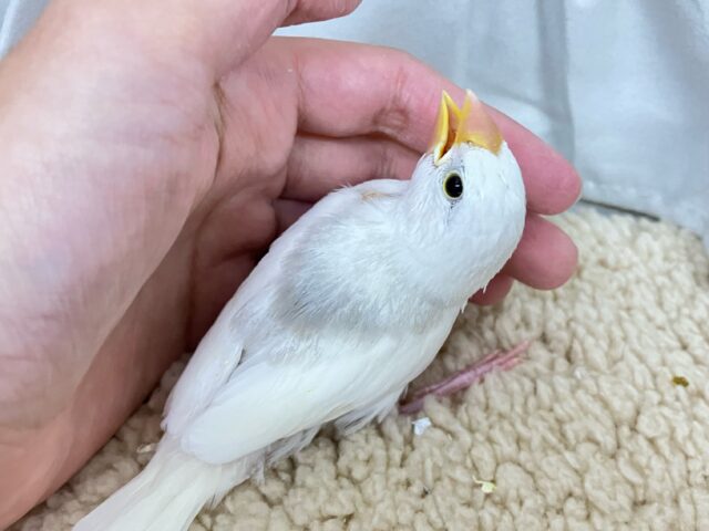 ✨最新画像✨グレーのほわっとが素敵でしょ~~?🩶白文鳥(2024年11月生まれ) 白文鳥