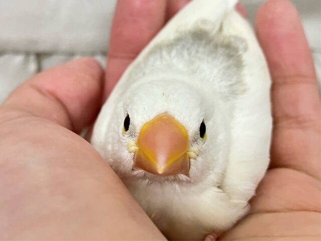 ✨最新画像✨グレーのほわっとが素敵でしょ~~?🩶白文鳥(2024年11月生まれ) 白文鳥